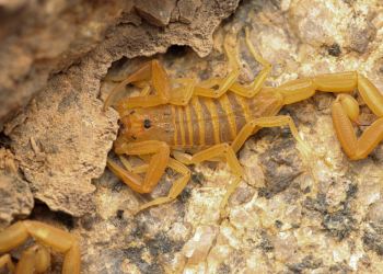 Escorpión de Corteza: El Rey del Camuflaje en la Selva Maya