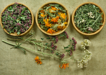 Descubre las Infusiones Mayas Curativas que Cambiarán tu Vida