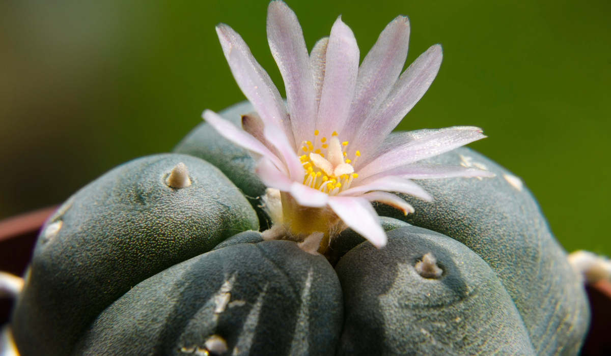 Peyote y Hongos: Visiones Divinas