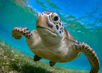 Tortugas: Animales Sagrados Mayas y su Misterioso Legado