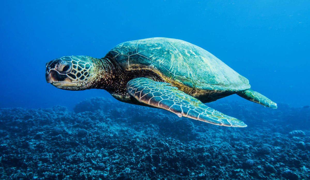 El Legado de las Tortugas Sagradas en la Actualidad